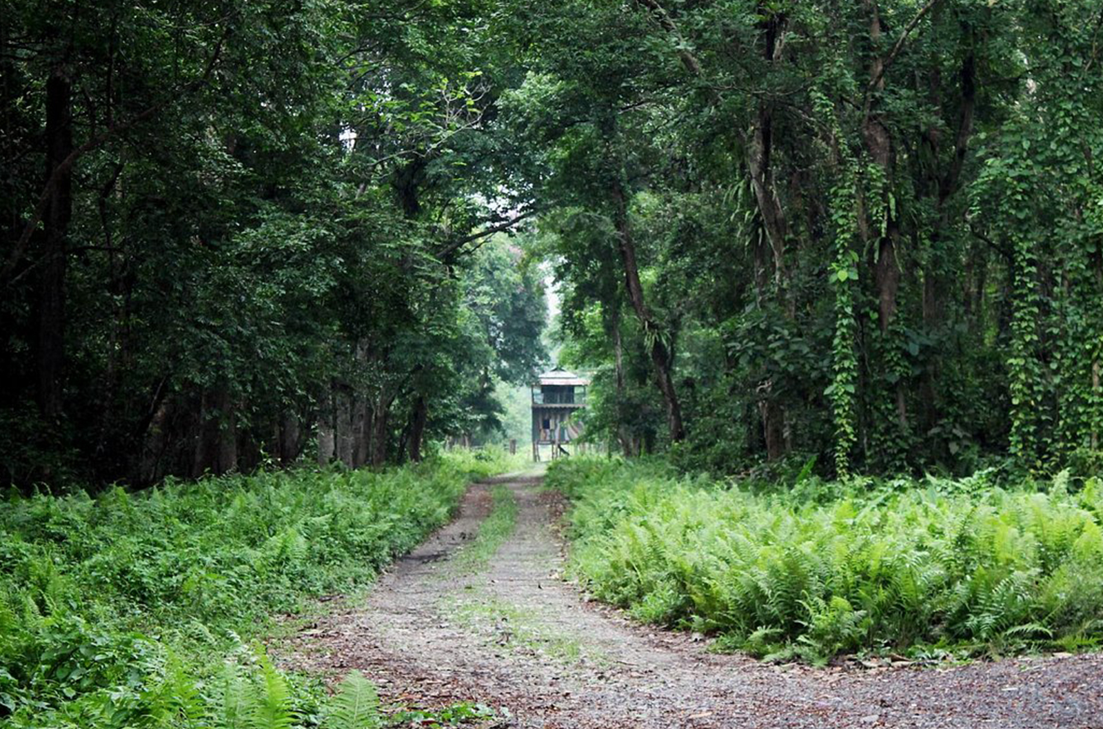 Chilapata Eco Resort